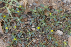 Portulaca oleracea